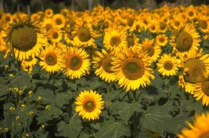 Field - Sunflowers