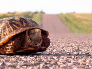 Turtle in road
