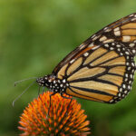 800px-Monarch_Butterfly_Danaus_plexippus_on_Echinacea_purpurea_2800px