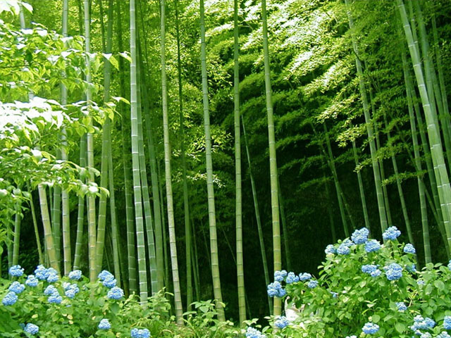 Are You Like Bamboo?